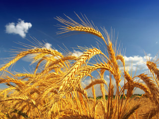 Wheat field against a blue sky