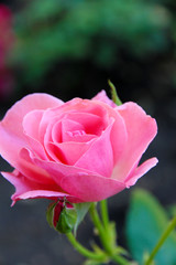 Beautiful pink rose on bright background