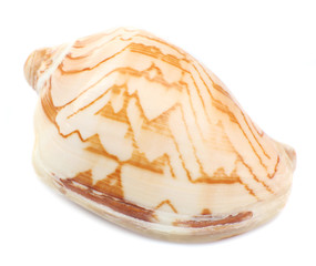 Seashell isolated on white