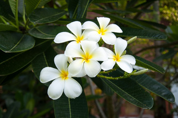 Obraz na płótnie Canvas White plumeria or frangipani