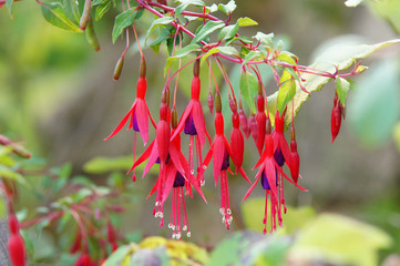 Fuchsia