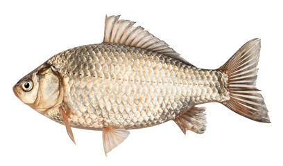 Crucian fish
