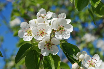 Flowers of pear wood