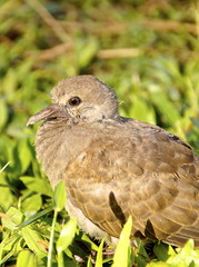 The closeup view of young chick on grass