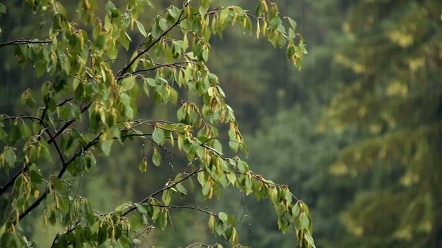 Birch branches in the summer rain.