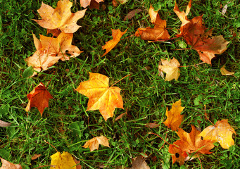 yellow leeaves on green grass