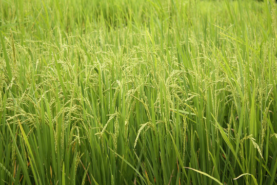 A background of sorghum crop with yeild