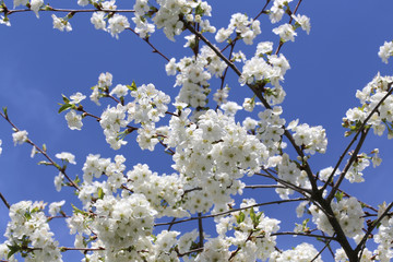 Cerisier en fleur