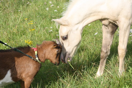 Un poulain et  un bouc
