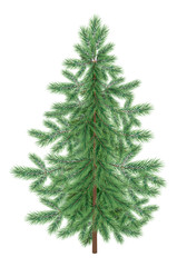 Christmas green spruce fir tree isolated