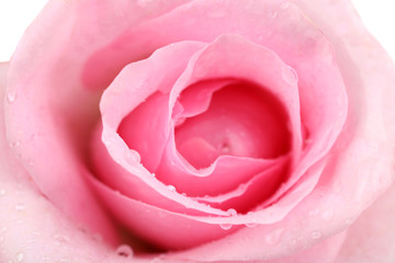 Fototapeta na wymiar Water drops on rose petals, close-up