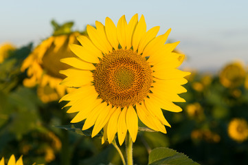 beautiful sunflowers
