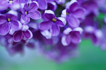 Lilac flowers background