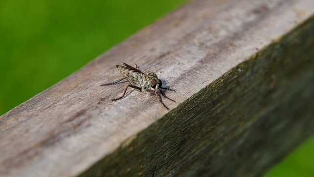 Horseflies -Tabanus on a wooden board fly away