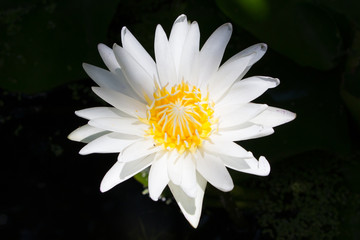 The lotus flower in the peaceful pond