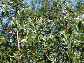 Olivenbaumblätter in der Herbstsonne