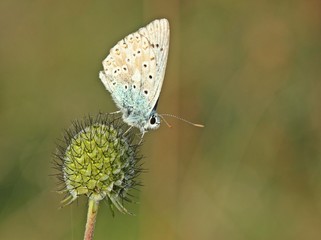 Silbergrüner Bläuling (Polyommatus coridon) auf Tauben-Skabiose