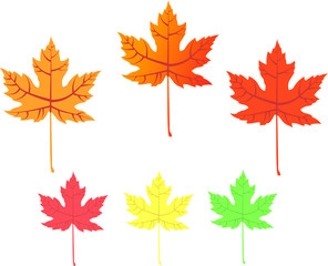 Fototapeta premium Maple leaf