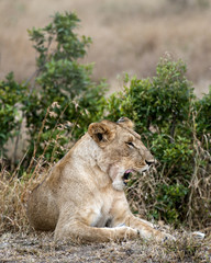 Yawning Lioness