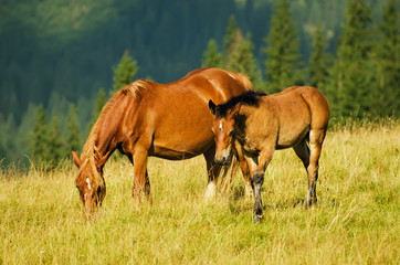Obraz na płótnie Canvas Bay horses grazes in the mountains