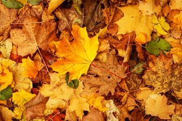 yellow leeaves on the ground