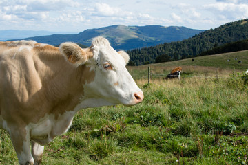 Fototapeta na wymiar Vache dans le pâturage