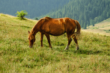 Bay horse grazes in the mountains