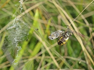 Wespenspinne (Argiope bruennichi) mit Beute