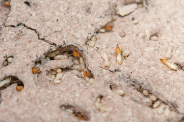 Close up termites or white ants