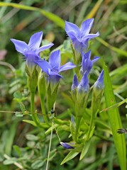Gemeiner Fransenenzian (Gentianopsis ciliata) am Dörnberg