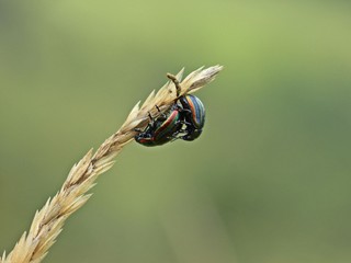 Paarung des Regenbogenblattkäfers (Chrysolina cerealis)