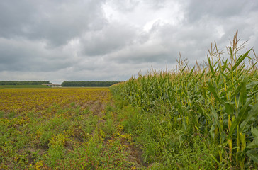 Corn growing on a field in summer