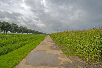 Fototapeta na wymiar Corn growing on a field along a path in summer