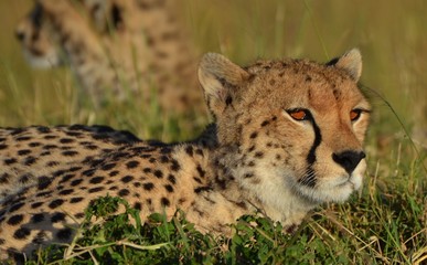 Cheetah in the Serengeti