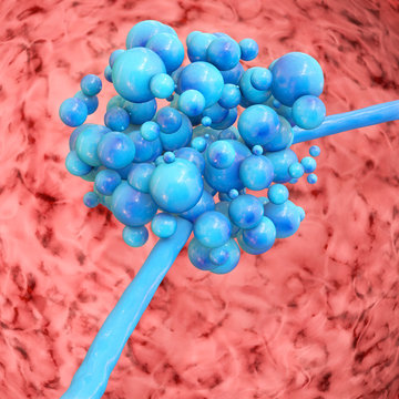 Candida - 3d Render