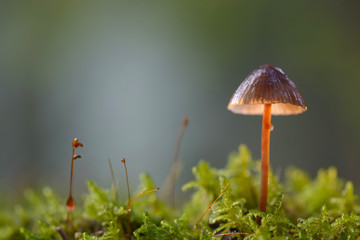 Scotch Bonnet (Marasmius oreades) in backlight