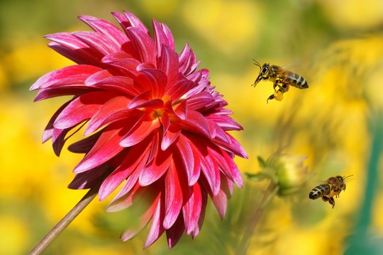 Bees in flight and Dahlia Garden (Dahlia Cav.)
