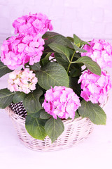 Hydrangea in basket on grey background