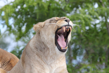 Lionne