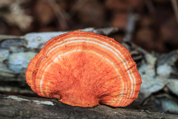 Orange mushroon growing on timber