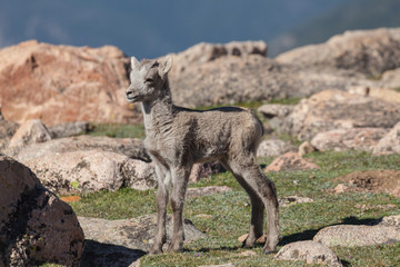 Cute Bighorn Sheep Lamb