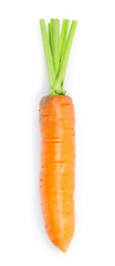 Fresh carrot