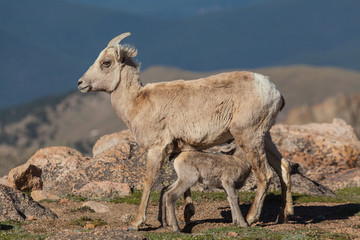 Bighorn Sheep lamb Nursing