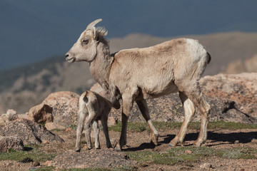 Bighorn Sheep Ewe and Lamb