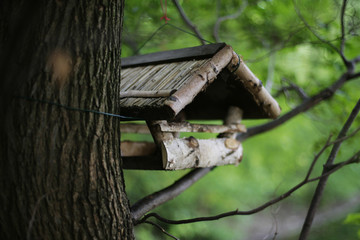 Kleines Vogelhäuschen auf Baum