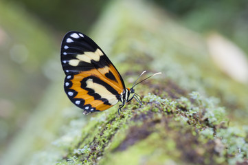 Borboleta Hypothyris ninonia daeta