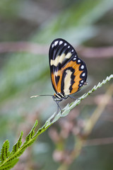 Borboleta Hypothyris ninonia daeta