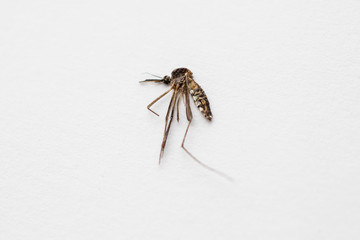 dead mosquito