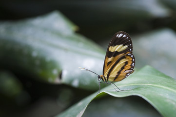 Borboleta Hypothyris ninonia daeta