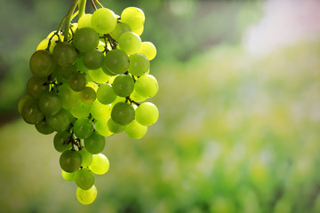 Grape on natural background